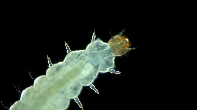Beetle larva, pest Cryptolestes sp. under the microscope, family Laemophloeidae, Order Coleoptera. It feeds on flour and flour products, cereals, grain and grain products.