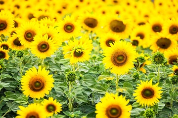 Obraz premium Beautiful blooming sunflower on a background field of sunflowers.Sunflowers have abundant health benefits. Sunflower oil improves skin health and promote cell regeneration.Selective focus