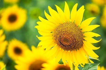 Obraz premium Beautiful blooming sunflower on a background field of sunflowers.Sunflowers have abundant health benefits. Sunflower oil improves skin health and promote cell regeneration.Selective focus