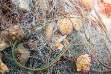 Sea creatures still trapped in fisherman's nets