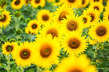 Obraz premium Beautiful blooming sunflower on a background field of sunflowers.Sunflowers have abundant health benefits. Sunflower oil improves skin health and promote cell regeneration.Selective focus