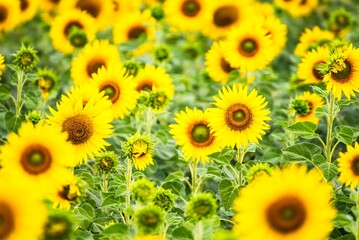 Obraz premium Beautiful blooming sunflower on a background field of sunflowers.Sunflowers have abundant health benefits. Sunflower oil improves skin health and promote cell regeneration.Selective focus