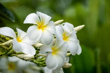 Fotobehang White Plumeria or Frangipani flowers with water drops after rainfalls © UPhichet