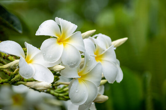 White Plumeria or Frangipani flowers with water drops after rainfalls
