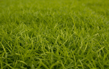 spring season abstract natural background of green rice farm close up with water drop . grass with water drops .