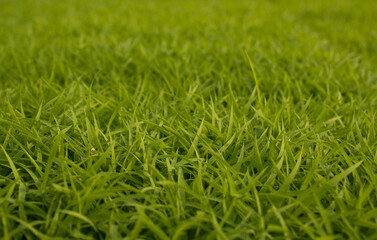 spring season abstract natural background of green rice farm close up with water drop . grass with water drops .