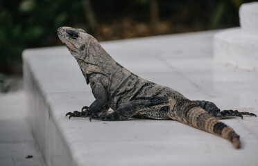 iguana on the rock