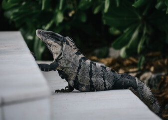 iguana on the rocks