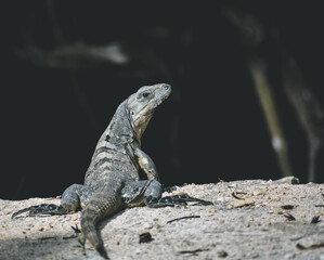 lizard on the rock