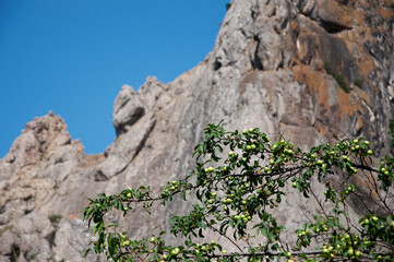 Branches of the Wild Apple tree against the background of the Crimean rocks