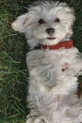 maltese puppy