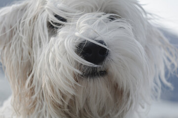 close up of a white dog