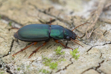 With it's green en red colors Harpalus affinis is a quite colorfull ground beetle ( Carabidae )  in close up