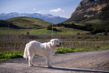 Fototapeta premium Kuvasz dog in the winter countryside of Corsica