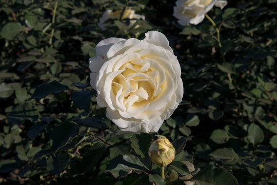 Floral. Bouquet rose. Closeup view of beautiful Rosa Elina big flower of light yellow and white petals spring blooming in the garden.