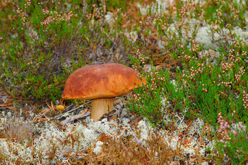 Gemeiner Steinpilz (Boletus edulis) im Herbst