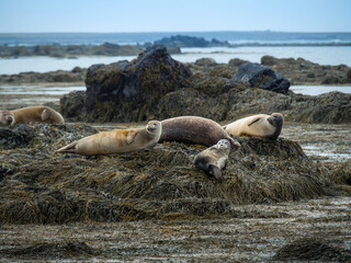 Seals in Iceland while relaxing on the rock