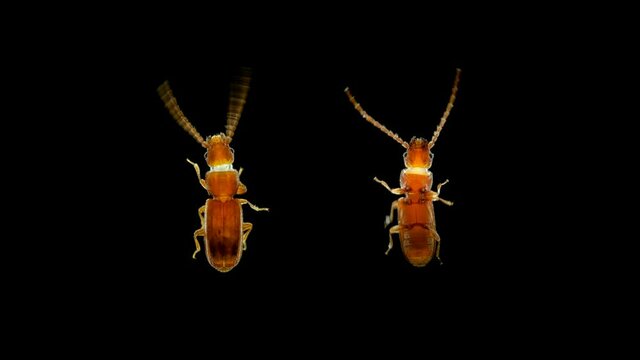 Pest beetle Cryptolestes sp. under the microscope, family Laemophloeidae, Order Coleoptera. It feeds on flour and flour products, cereals, grain and grain products.