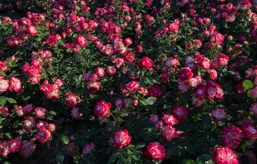 Roses spring blooming in the park. Rosa Jubile du prince de Monaco flower bed. Flowers of fuchsia and white petals blossoming in the garden.