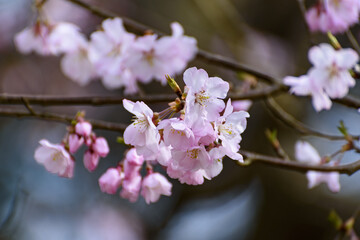 可愛く咲く桜