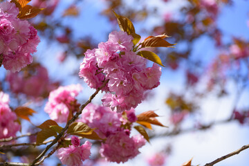 八重桜と青空