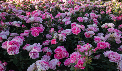 Landscaping and garden design. Spring blooming roses in the park. View of Rosa Dynastie flower bed flower clusters of fuchsia, pink and white petals blossoming in the garden.