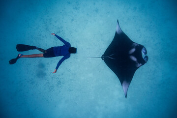 Manta ray with diver snorkeler Hanifaru Maldives - obrazy, fototapety, plakaty
