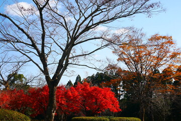 秋の風景（木々）