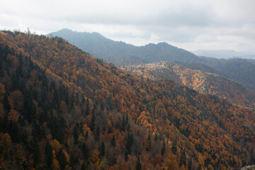The landscape of mountains that are full of green pine and yellow, red trees in Bolu, Yedigoller. Pine trees are pretty common in Turkey, especially North of Turkey.