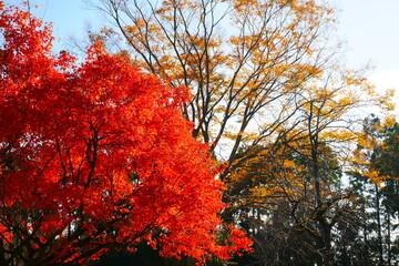 紅葉（赤・黄）