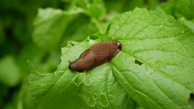 Spanish slug Arion vulgaris snail parasitizes on radish or lettuce cabbage moves garden field, eating ripe plant crops, moving invasive brownish dangerous pest agriculture, farming farm, poison