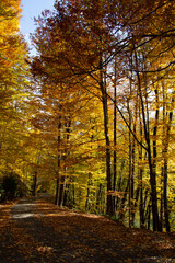 Beautiful view of the forest in Bolu Yedigollar, which has surrendered itself to the autumn