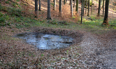 pig pool in a spruce forest. used to capture rainwater in a forest gorge. A place of amphibian reproduction. Frogs and newts need these places. frozen pond level