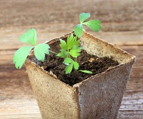 Young lovage seedling, lat. Levisticum officinale. Detail of small sprout growing in the biodegradable peat moss pot, brown wooden table.