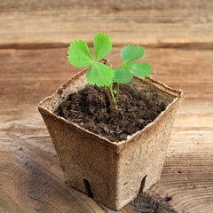 Young seedling of Angelica sinensis, Dang gui, in a pot. Small plant of  a in biodegradable peat moss pot on brown  wooden table.