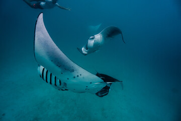 Manta ray Hanifaru Maldives