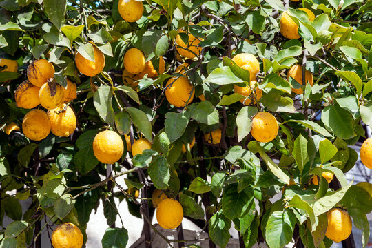 Lemon tree a yellow citrus fruit plant found in Middle East Mediterranean countries which is has vitamin C health benefits, stock photo image 