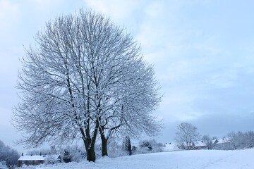 Two large bare Ash trees in winter covered in snow