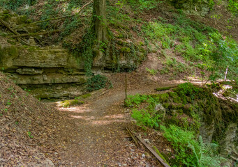 Obraz premium idyllic forest track