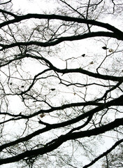 SONY DSC木の枝に小鳥