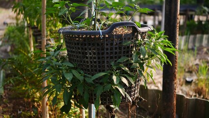 Recycle garden idea, plant in the basket hanging from ceiling