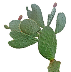 cactus isolated on white background