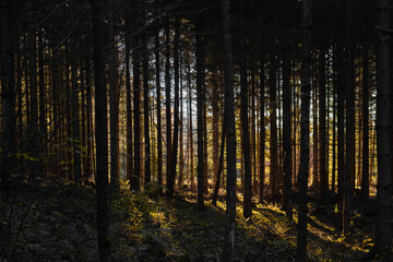 Sonne scheint in den Wald