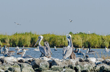 Brown Pelicans Sitting Atop Rip Rap on Pelican Island in Barataria Bay and the Gulf of Mexico,...