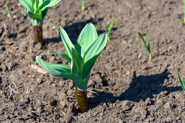A sprout of large garlic in the garden. Growing vegetables in the household. Garlic giant close-up.