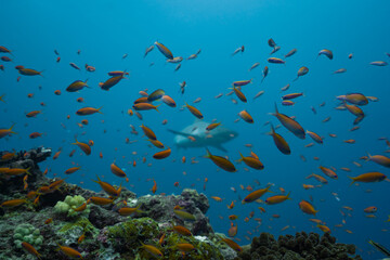 Fototapeta na wymiar Whitetip reef shark Maldives fishes