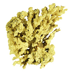 Coral isolated on white background © Dmitry
