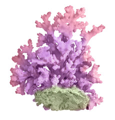 Coral isolated on white background