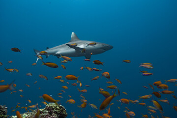 Obraz premium Whitetip reef shark Maldives