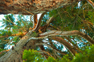 Fototapety na wymiar - Fototapeta24.pl